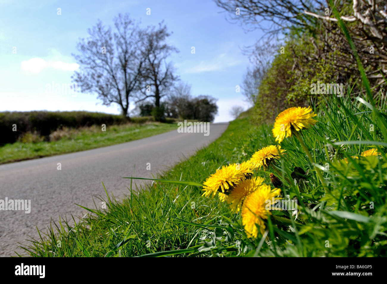 Dandelions growing on roadside verge, UK Stock Photo