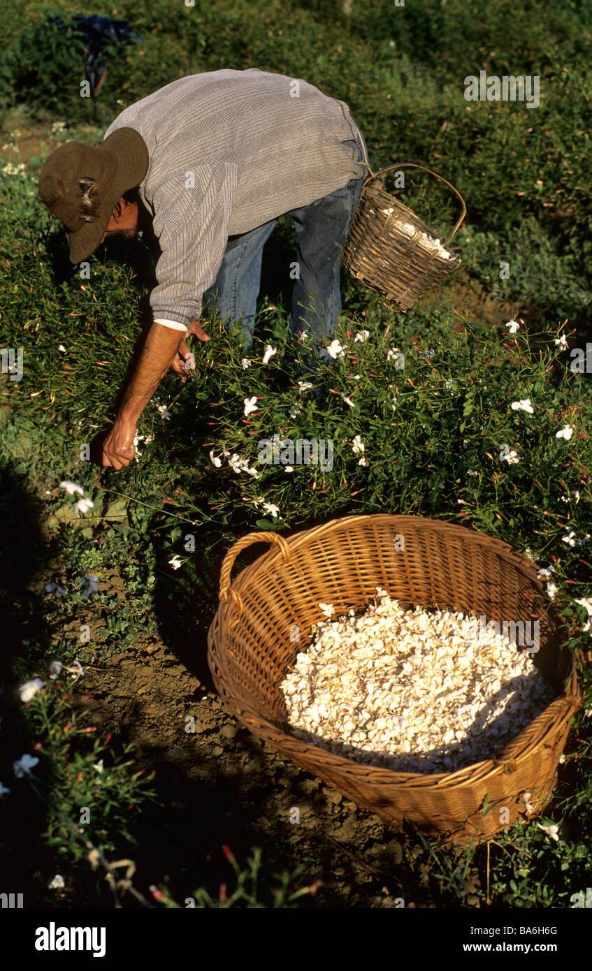France, Alpes Maritimes, Grasse, Domaine de Manon, picking jasmine ...