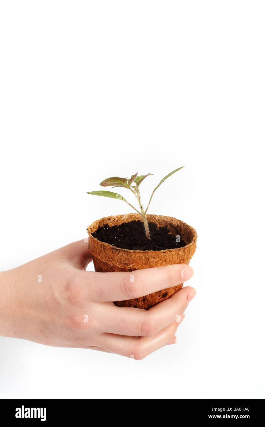 Hand Holding a Tomato Plant Stock Photo - Alamy