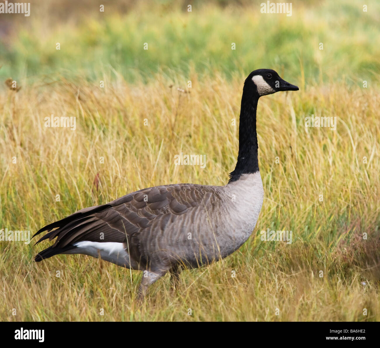 Canada goose wildlife hires stock photography and images Alamy