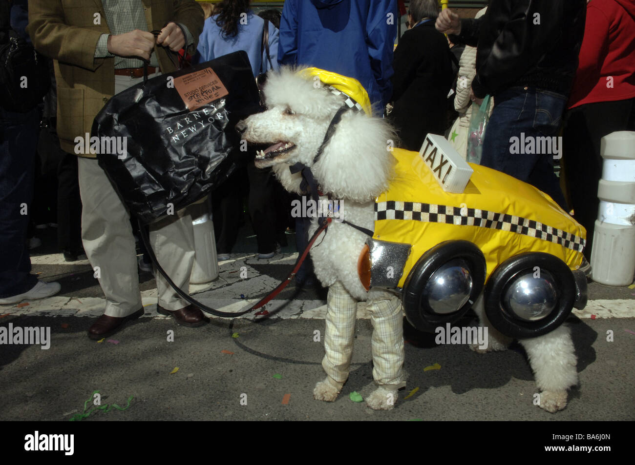 Trotsky a standard poodle dressed in a taxi costume at the annual Macy s Petacular in Herald Square Stock Photo