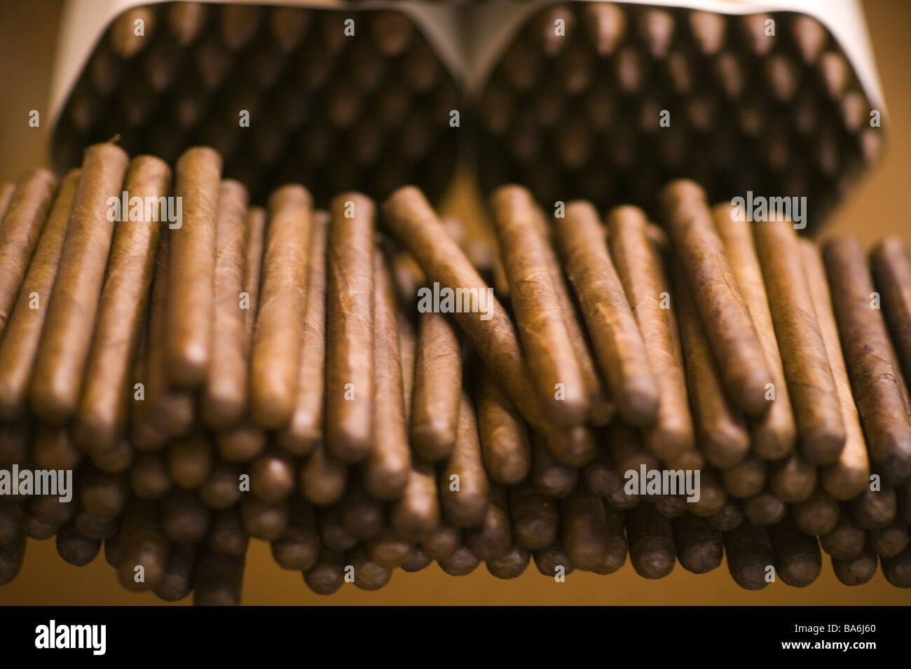Dominican republic cigar-factory cigars many factory tobacco-factory  manufacture cigars smoke-merchandise tobaccos tobacco Stock Photo