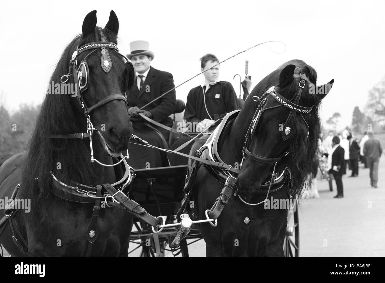 Horses pulling carriages at The London Harness Horse Parade Stock Photo