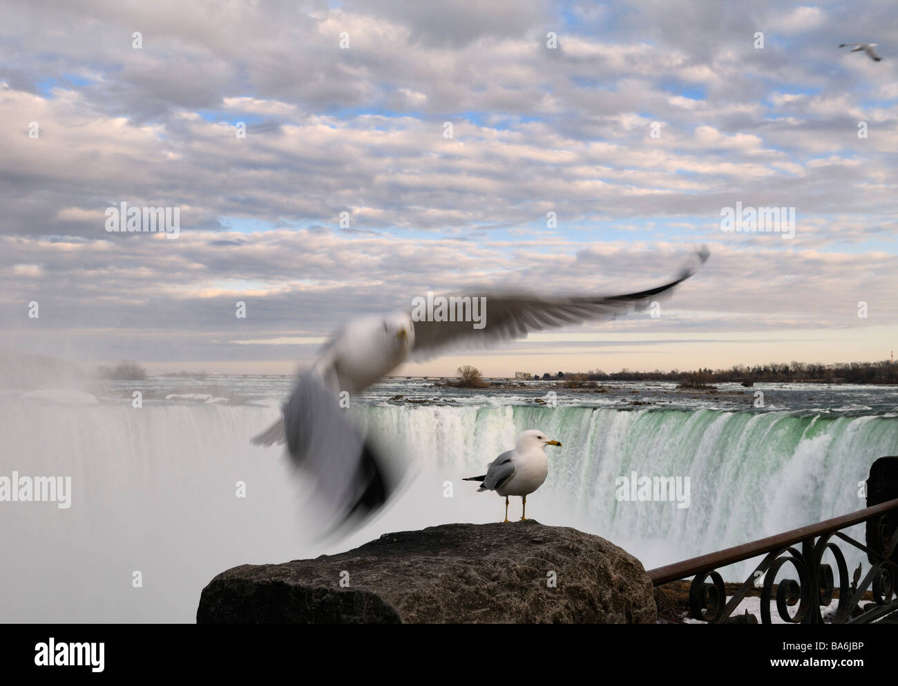 Flying and standing Ring Billed Gull at a rock beside Niagara Falls Canada at sundown Stock Photo