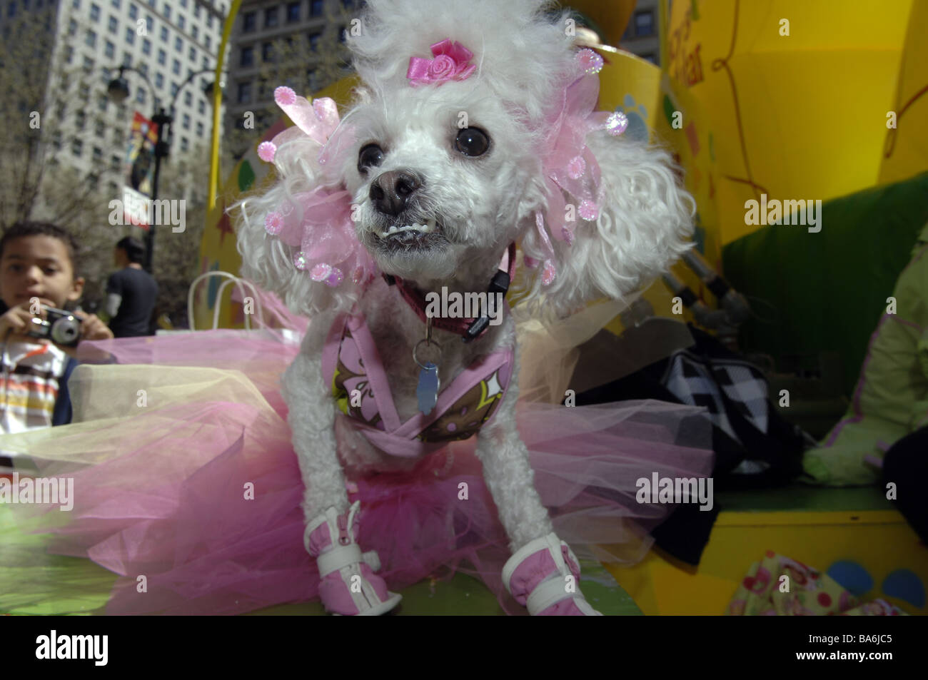 Hec Lin a toy poodle dressed as a ballerina with pink bows in her hair at the annual Macy s Petacular in Herald Square Stock Photo