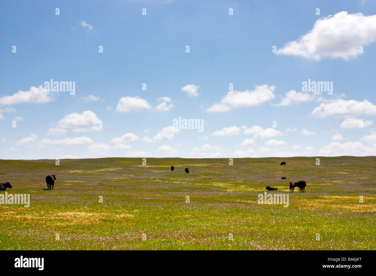 Northern California Wildflowers near Sacramento California Stock Photo