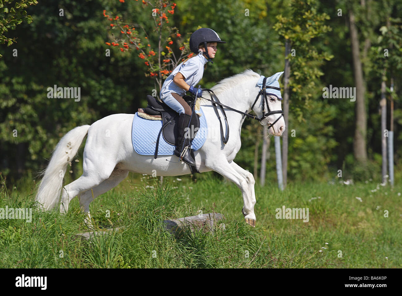 girl riding on German Riding Pony Stock Photo Alamy