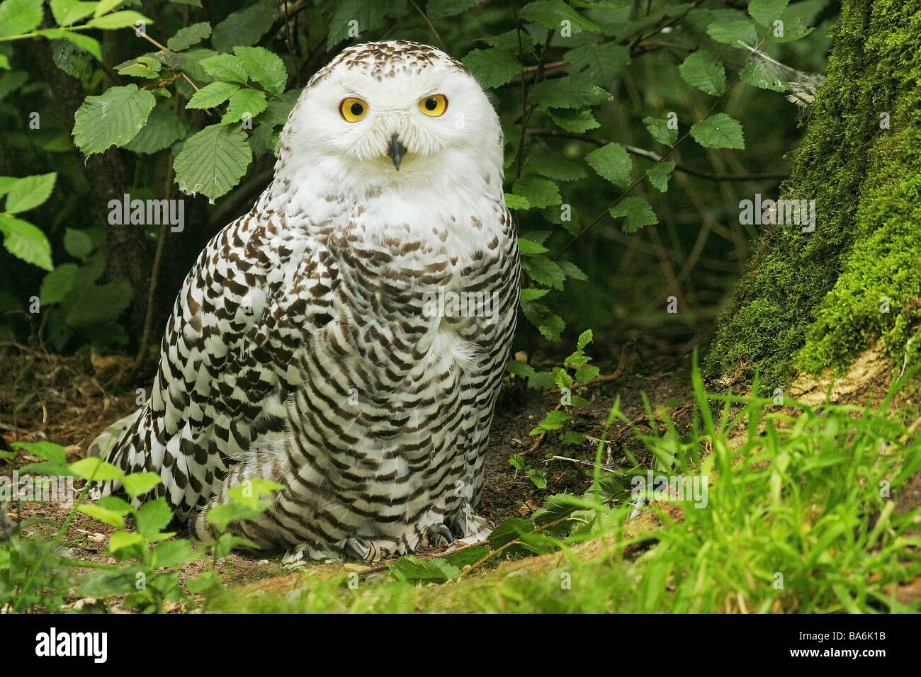 Snowy Owl / Bubo scandiacus Stock Photo - Alamy