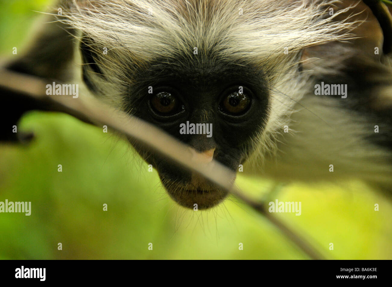 Red Colobus Monkey,Jozani Forest - Chwaka Bay Park,Zanzibar,Tanzania,Africa Stock Photo