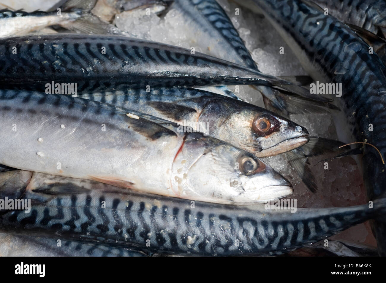 Mackerel fish for sale on a market stall in a town in England Stock Photo