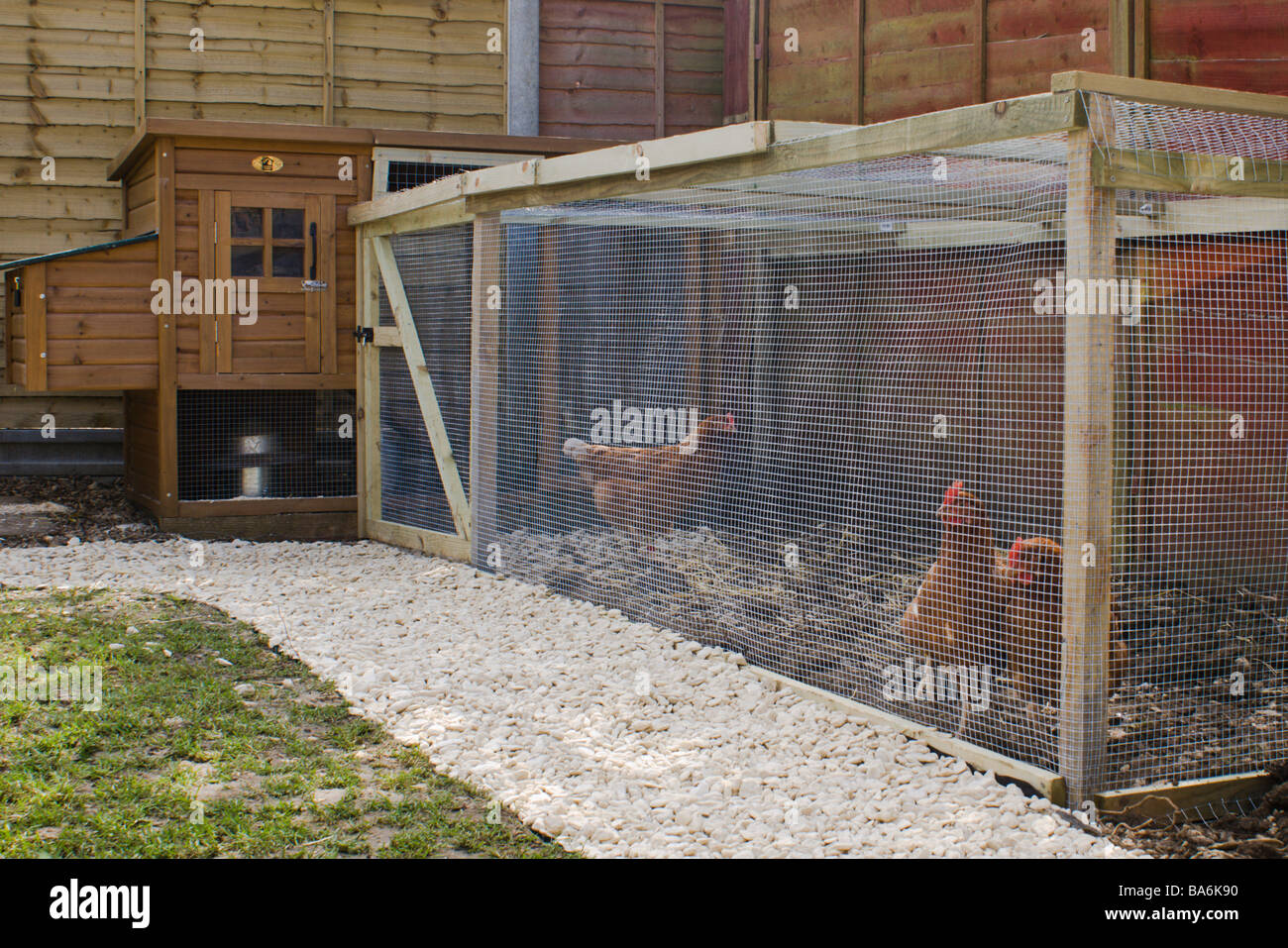 Hens in a chicken run in an urban garden Stock Photo Alamy