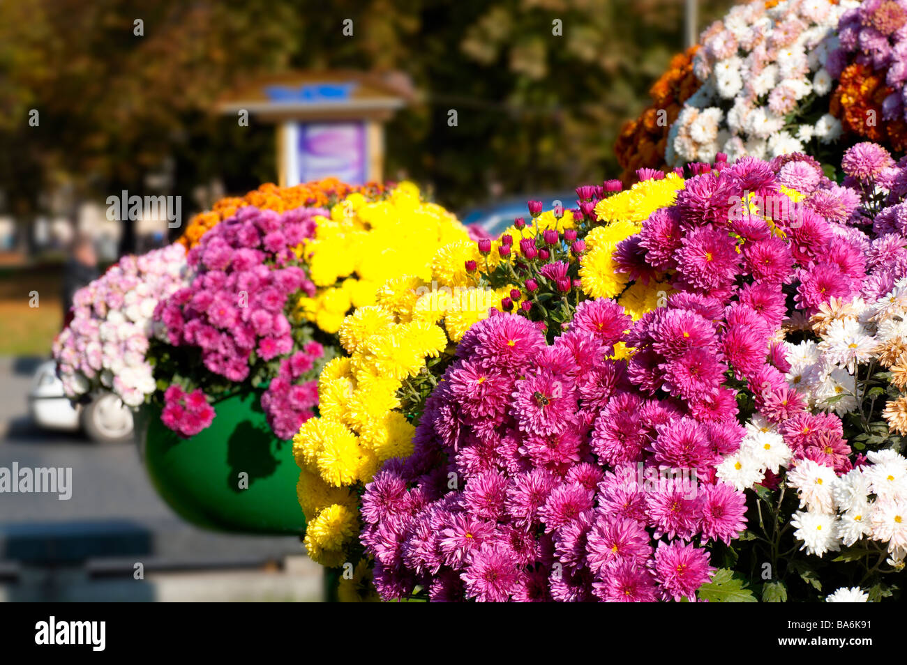 Flower arrangement on street in historical centre of LvovCity (Ukraine