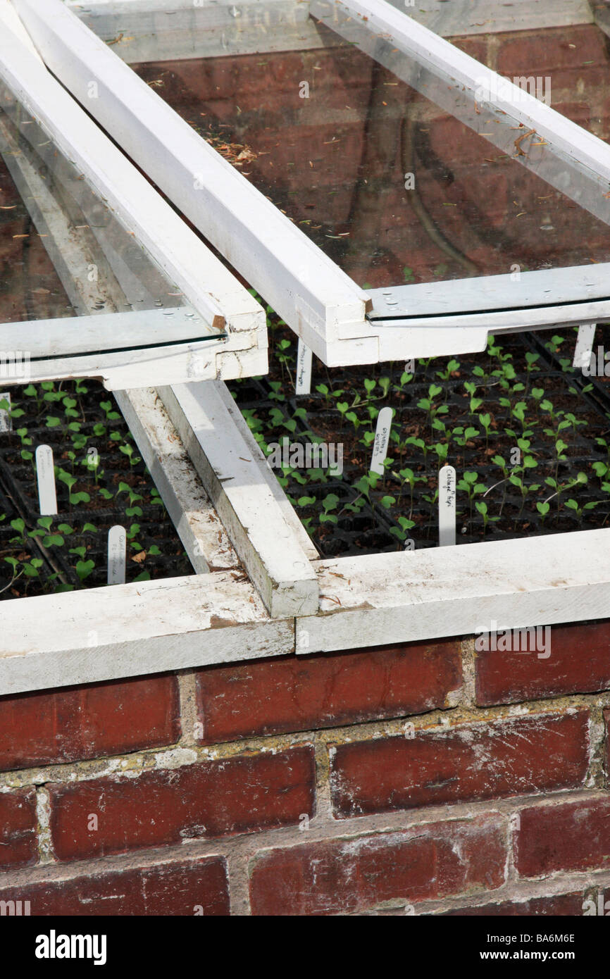 Trays of plant seedlings in cold frame Stock Photo