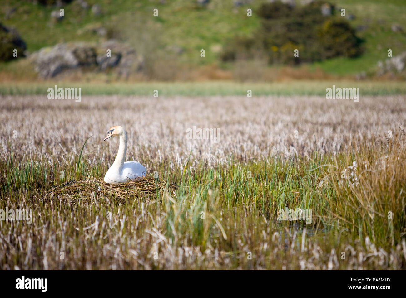 A swan nesting amongst the reeds Stock Photo