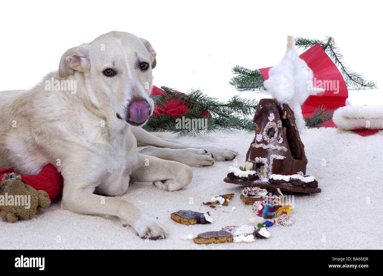 Lies dog floor gingerbreadhouse destroys Christmas Christmas time eat