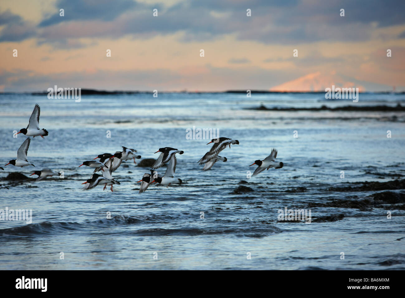 Flock of Oystercatcher sea birds,  Reykjanes peninsula, Iceland Stock Photo