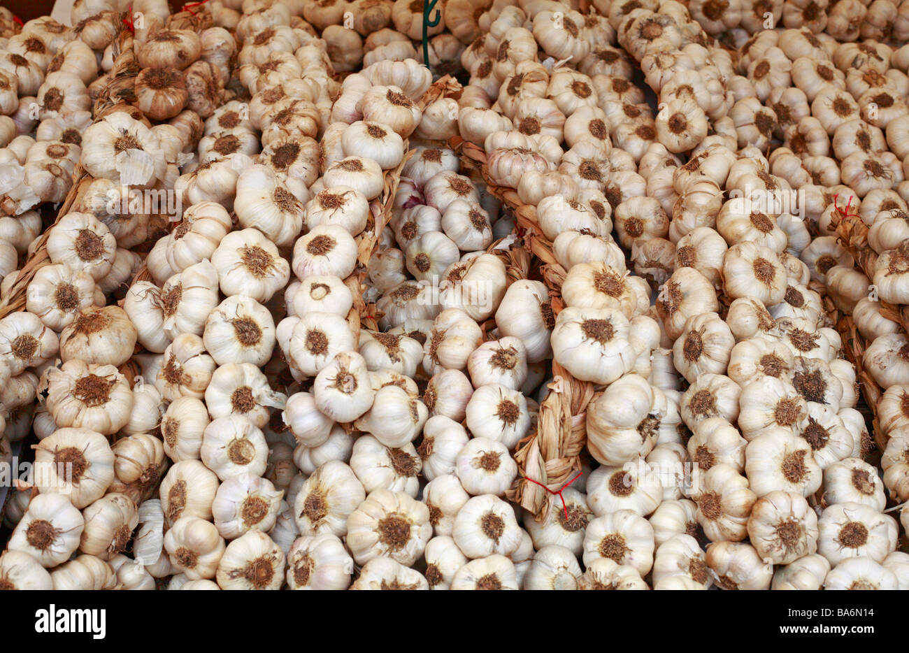 Garlic bulbs. Stock Photo