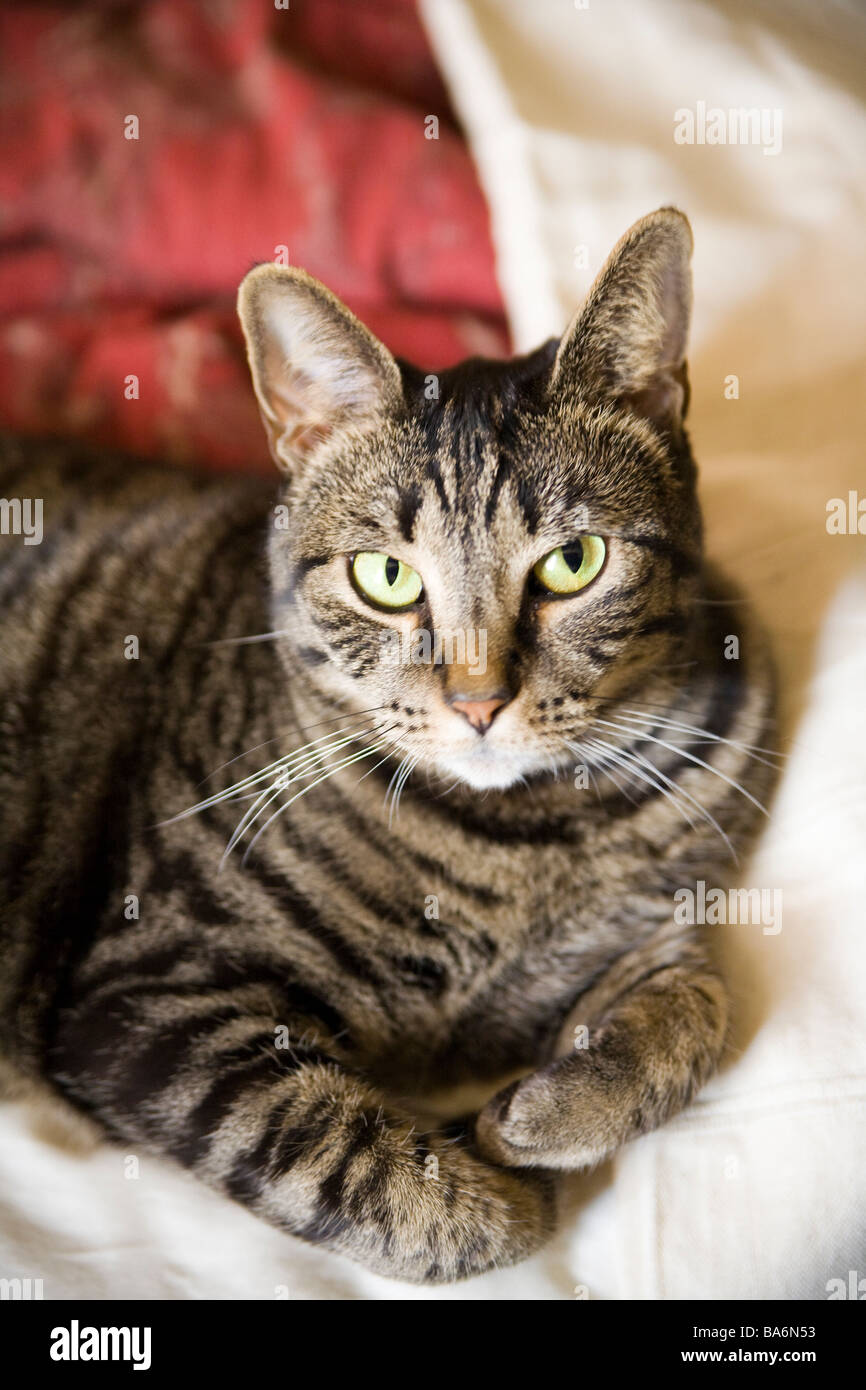 tabby cat portrait Stock Photo - Alamy