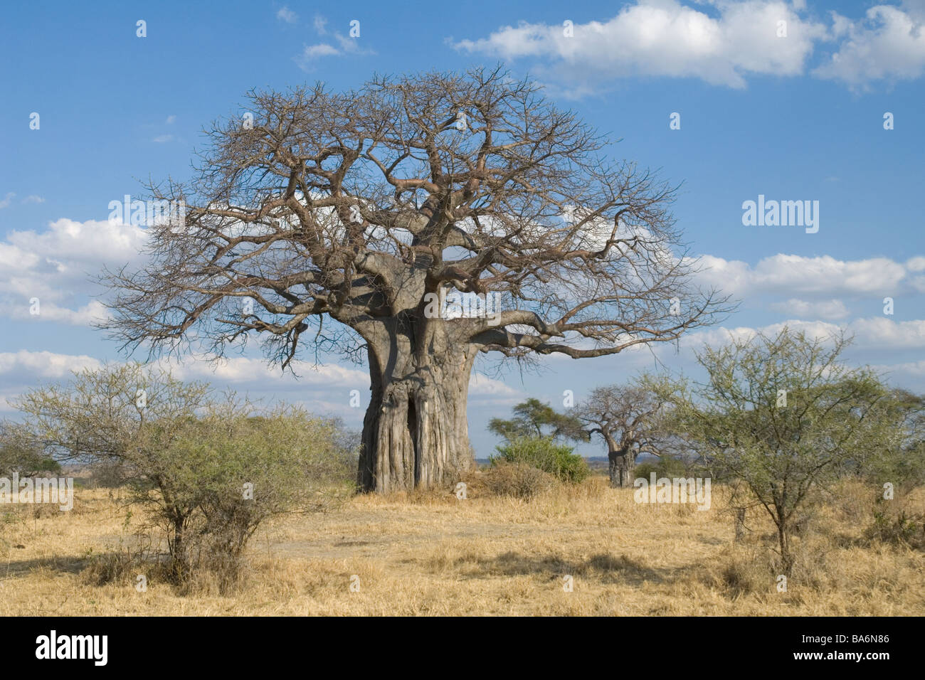 Baobab tree Adansonia digitata in open thorn bush habitat Tarangire National Park Tanzania Stock Photo