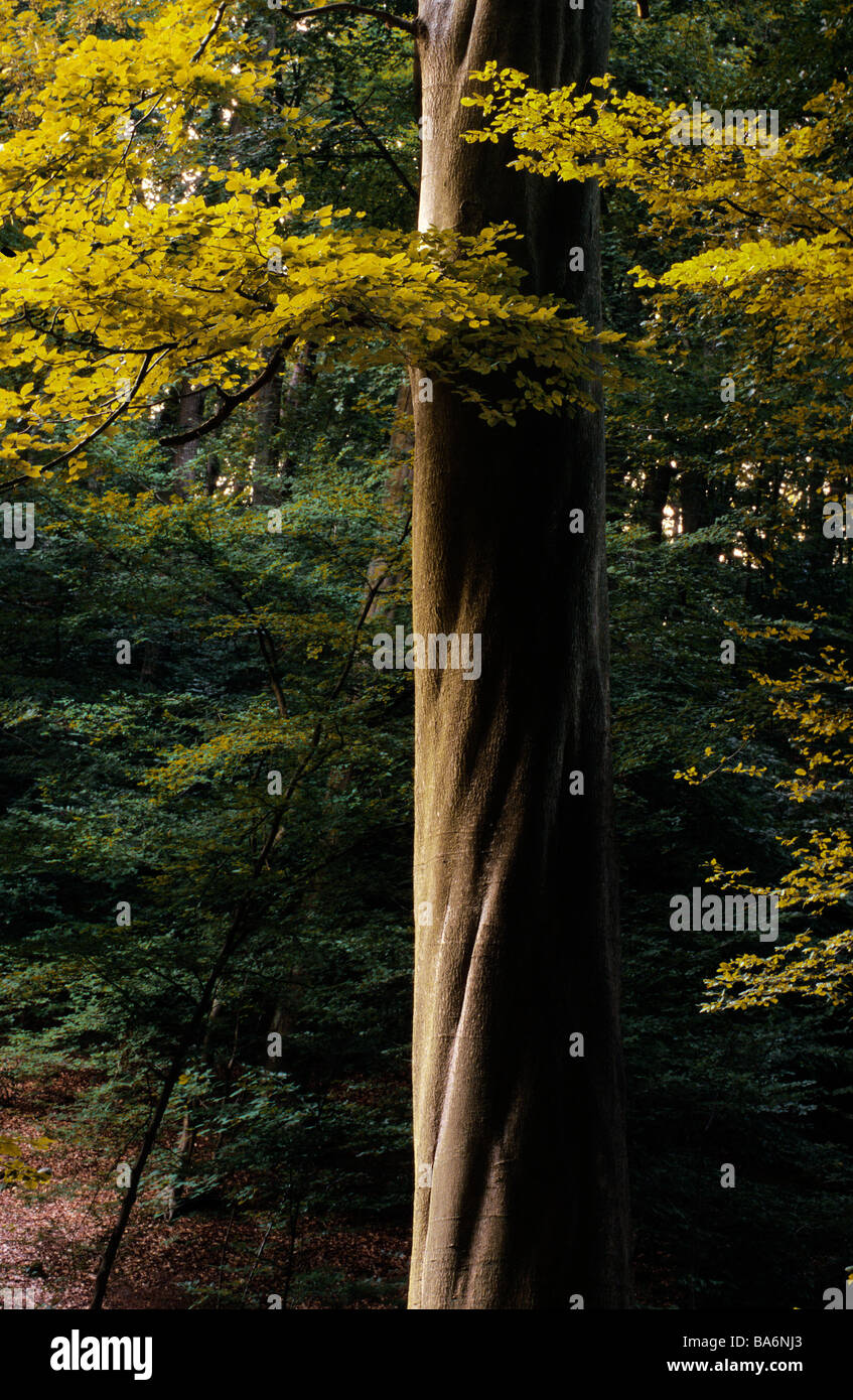 France, Vosges, beech tree trunk Stock Photo