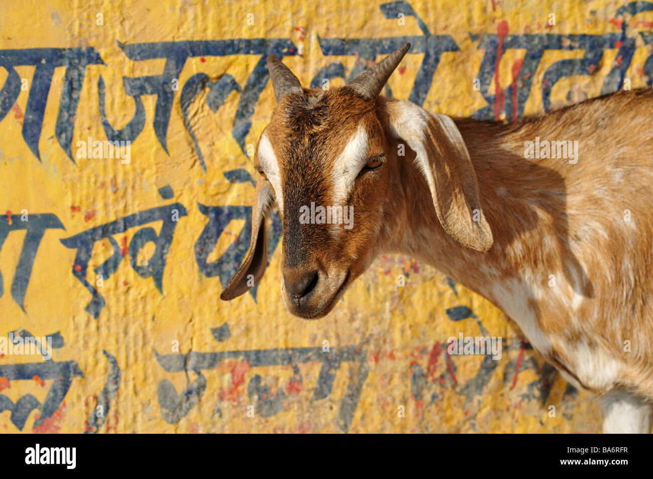 Goat by a wall of Hindi writing, India Stock Photo Alamy