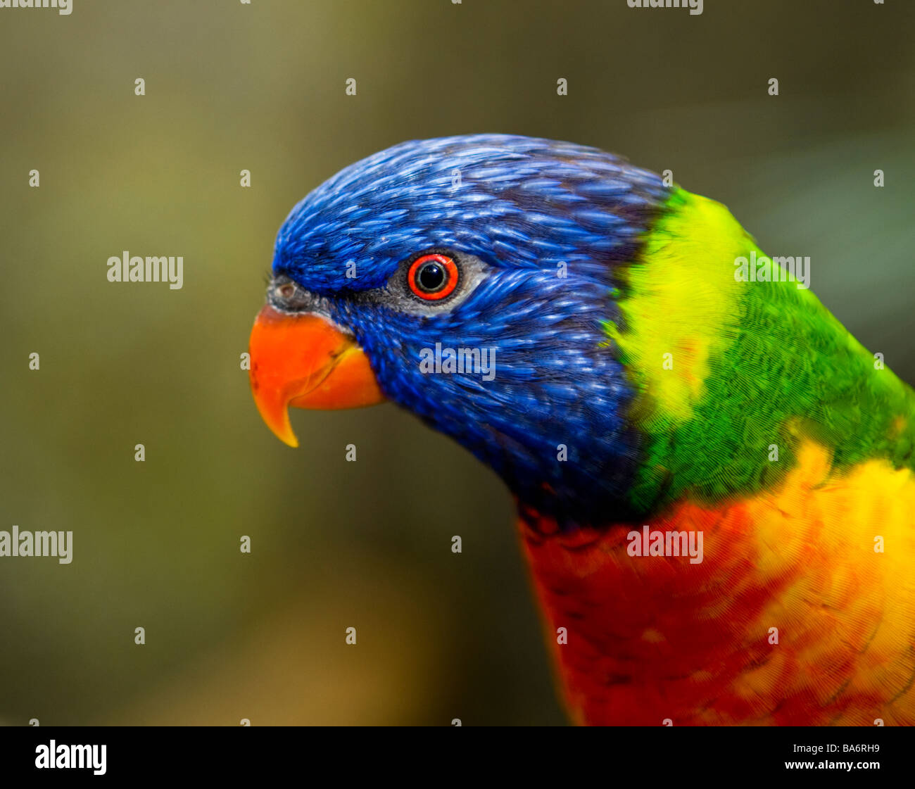 Rainbow Lorikeet (Trichoglossus haematodus) Parrot Stock Photo