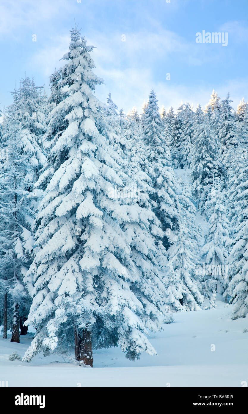 winter calm mountain landscape with rime and snow covered spruce trees Stock Photo
