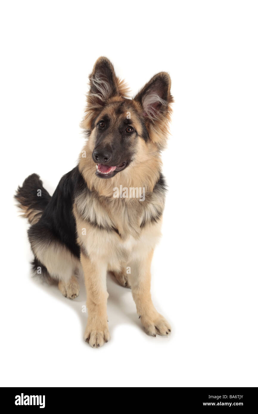 german shepherd alsatian sitting looking to side with fluffy ears pricked up, white background Stock Photo