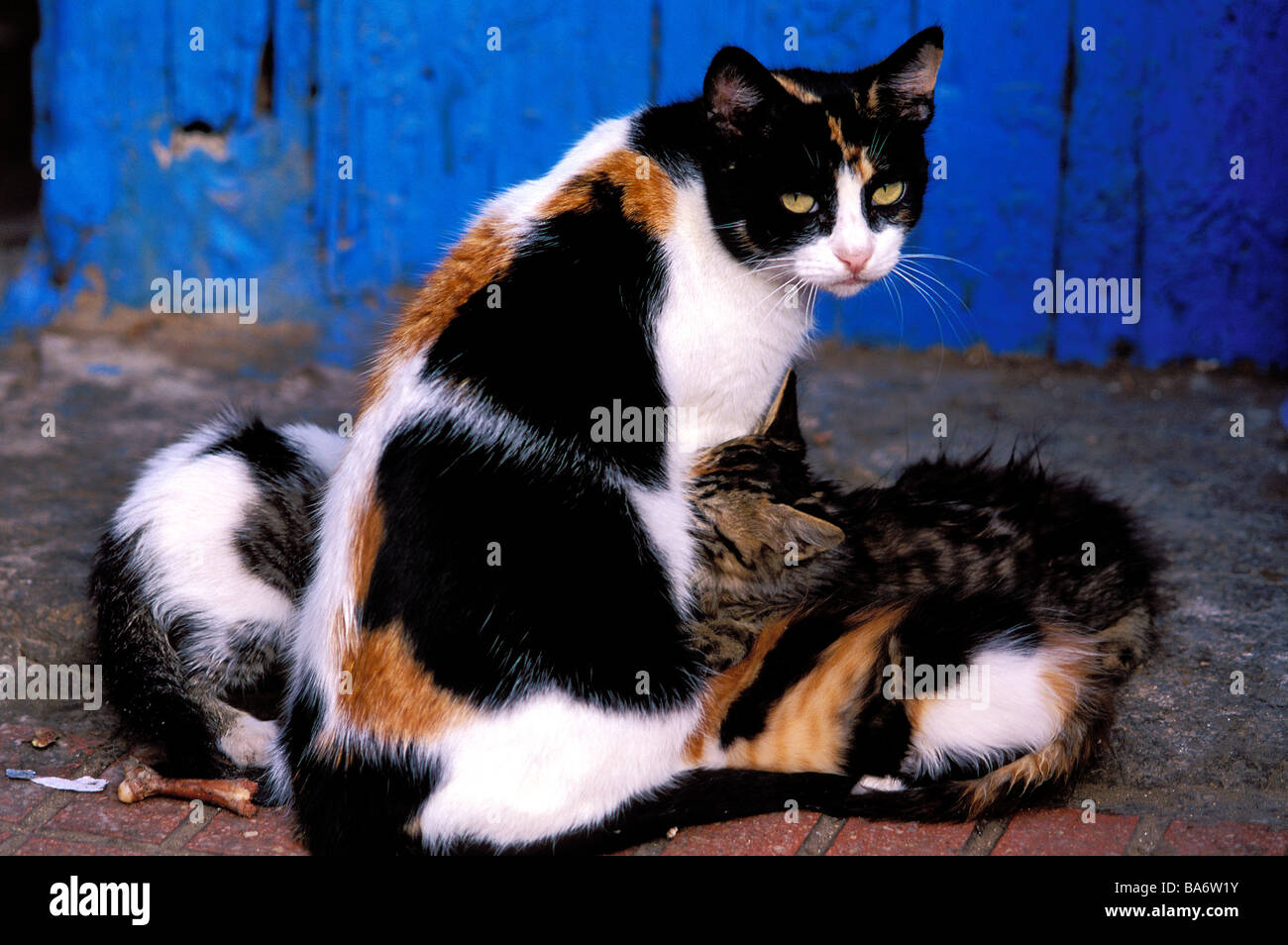 Morocco, Essaouira, kittens sucking their mother Stock Photo