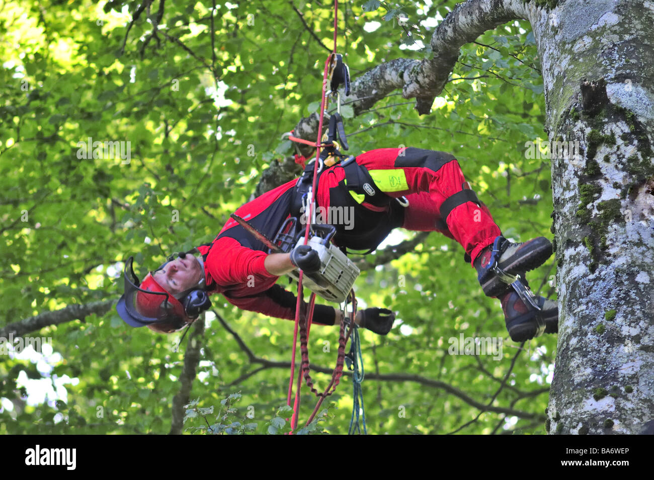 Man hanging tree branch hi-res stock photography and images - Alamy