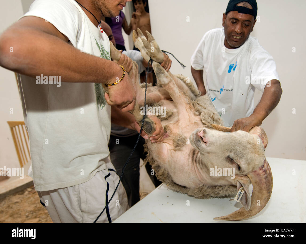 Kosher Slaughter of a Male Sheep 2 Stock Photo