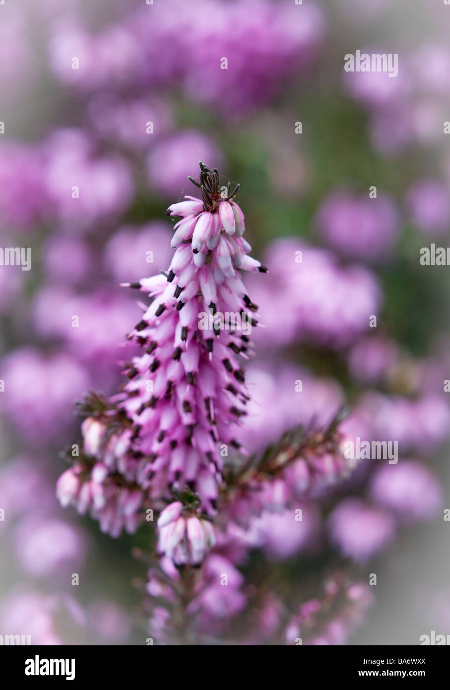 Close up of purple Heather Flowers Stock Photo