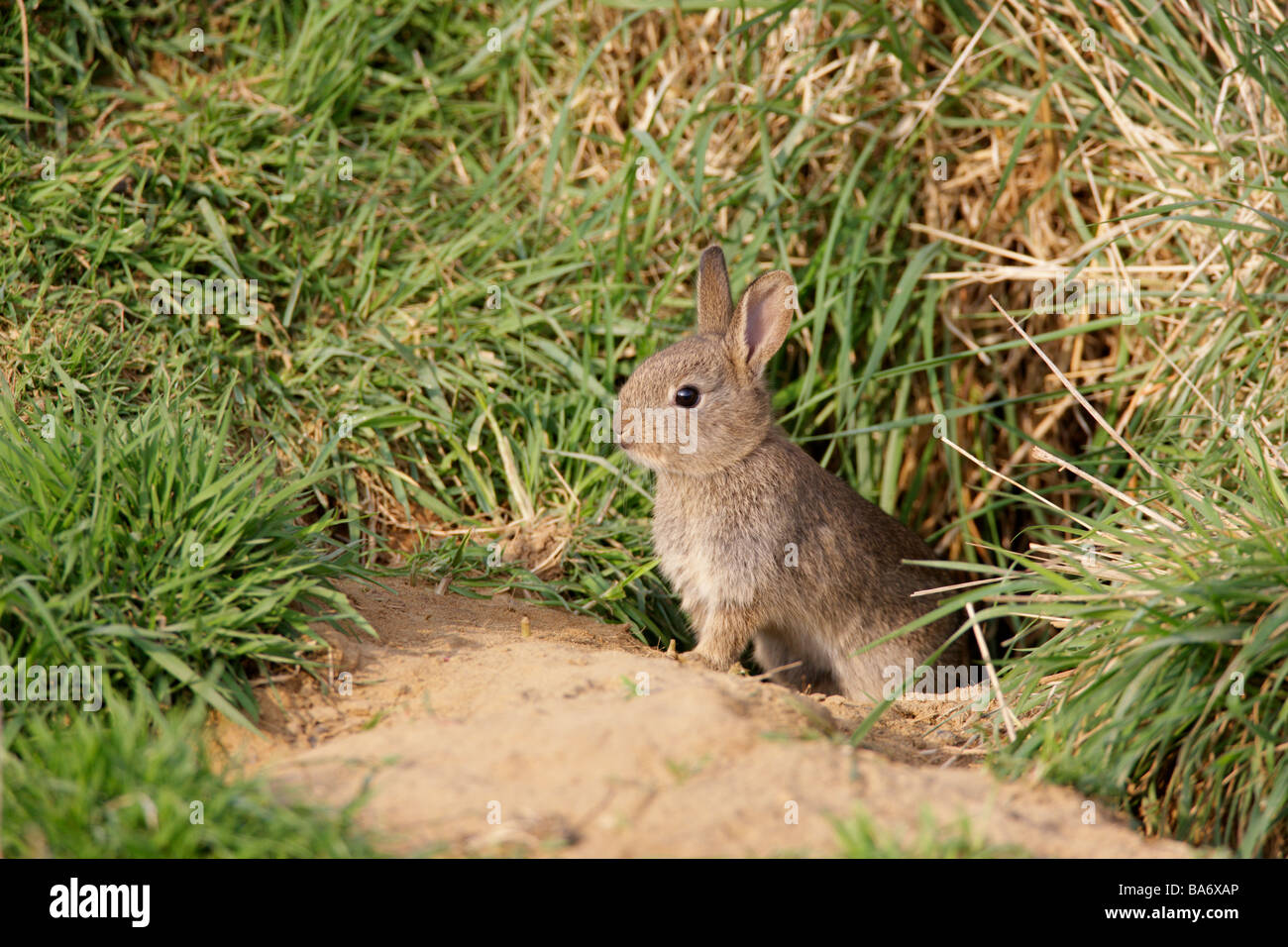 Baby Rabbit Oryctolagus cuniculus burrow alert Stock Photo Alamy