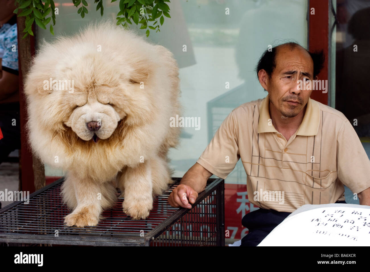 Chow chow chinese dogs hot sale