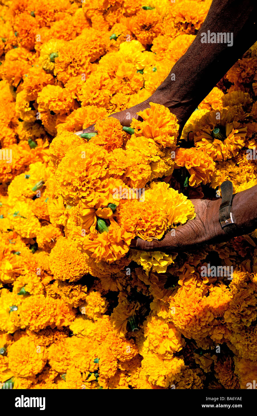 India yellow flowers hi-res stock photography and images - Alamy