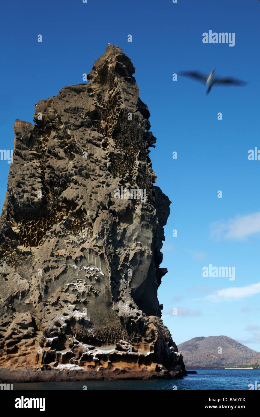Blue footed booby, Sula nebouxii excisa, flies over the volcanic landscape of Isla Bartolome, Galapagos Islands, Ecuador in September Stock Photo