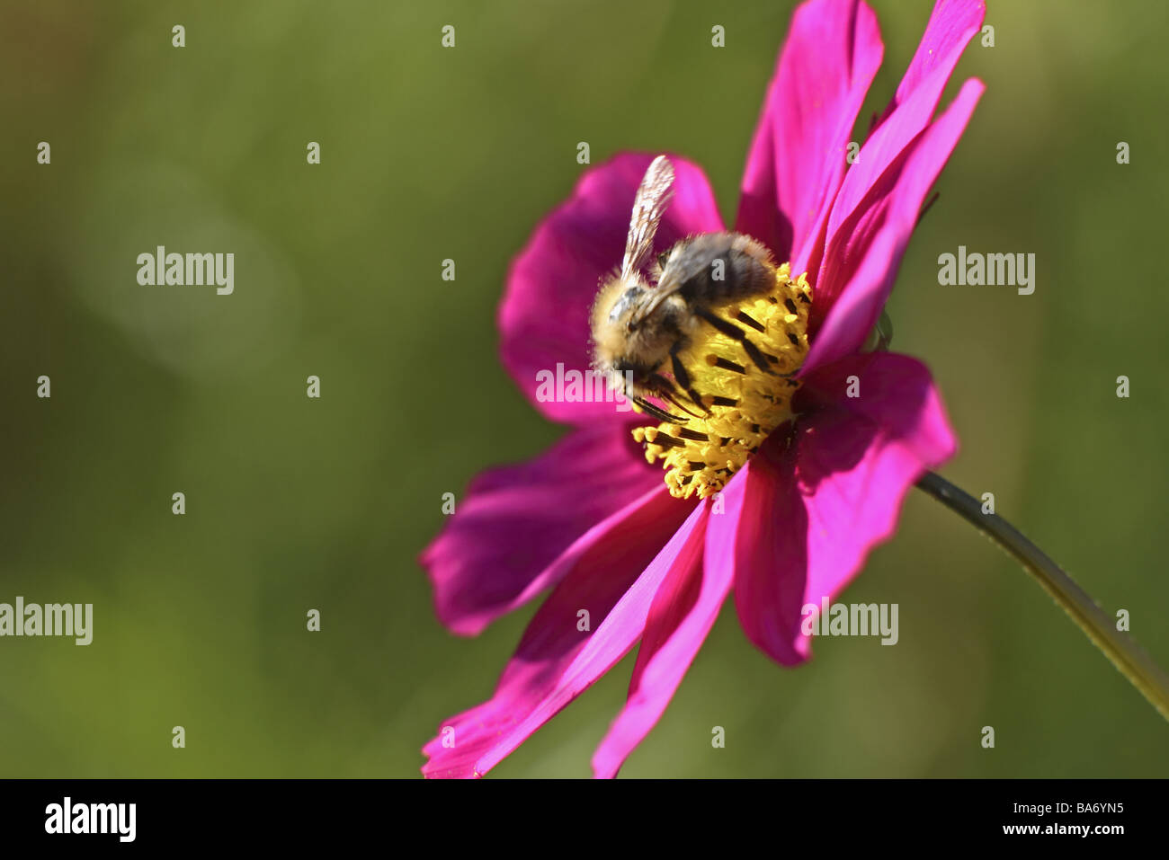 Insects on cosmos flower hi-res stock photography and images - Alamy