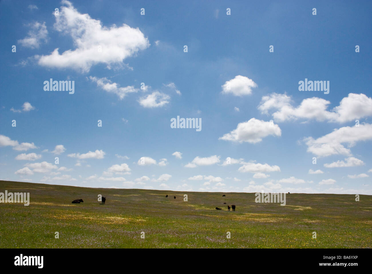 Northern California Wildflowers near Sacramento California Stock Photo