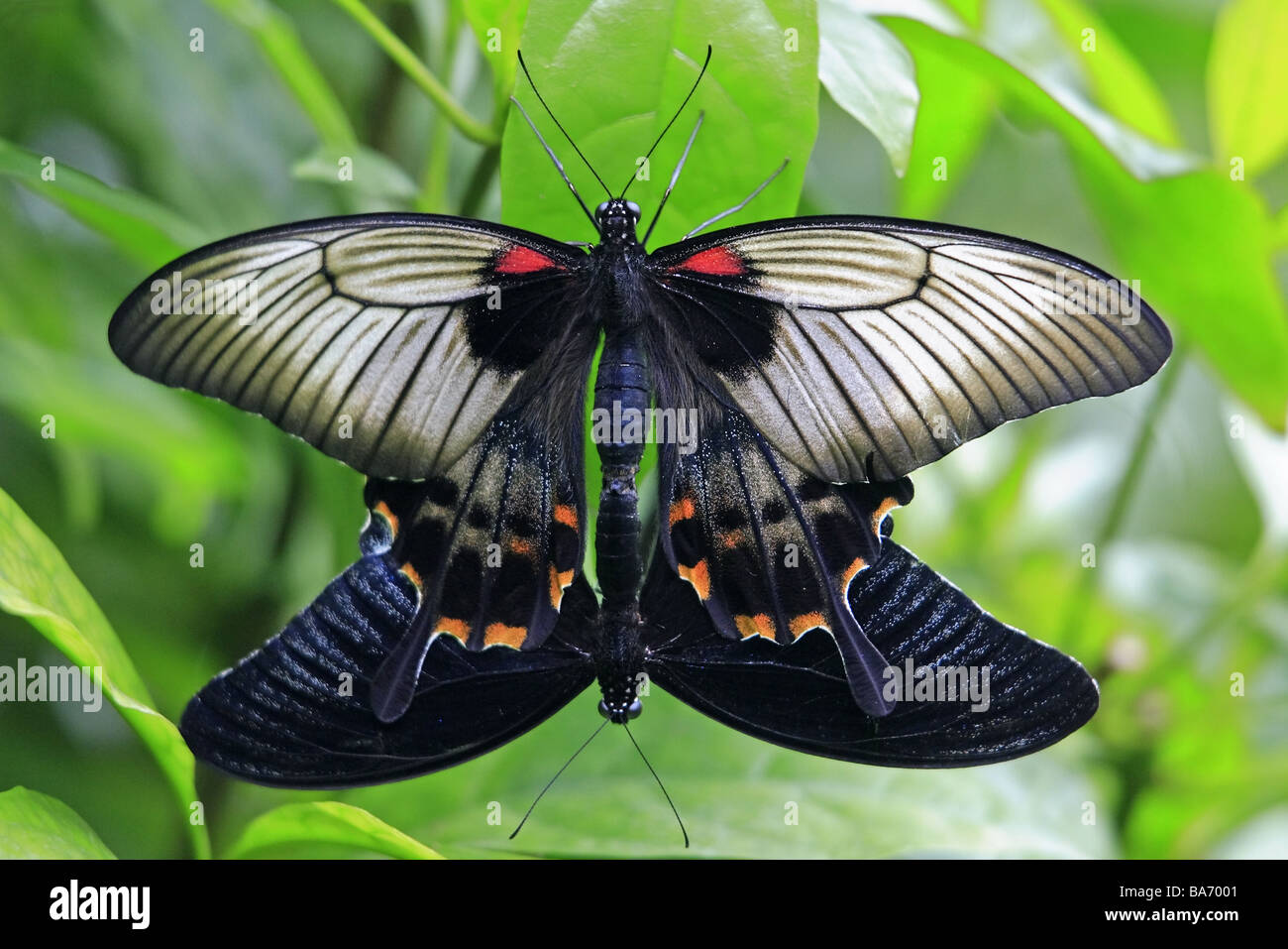 Butterflies swallow-tails Papilio spec. Combination from above leaves animals insects Schuppenflügler butterflies butterflies Stock Photo