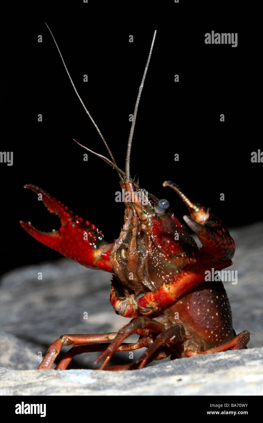 Red swamp crayfish Procambarus clarkii Stock Photo