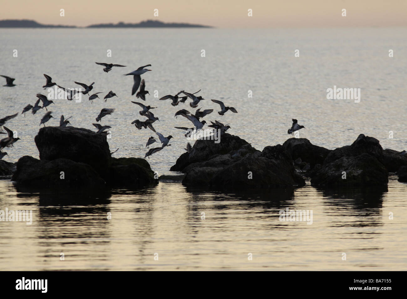birds landing on breakwater Florida Stock Photo Alamy