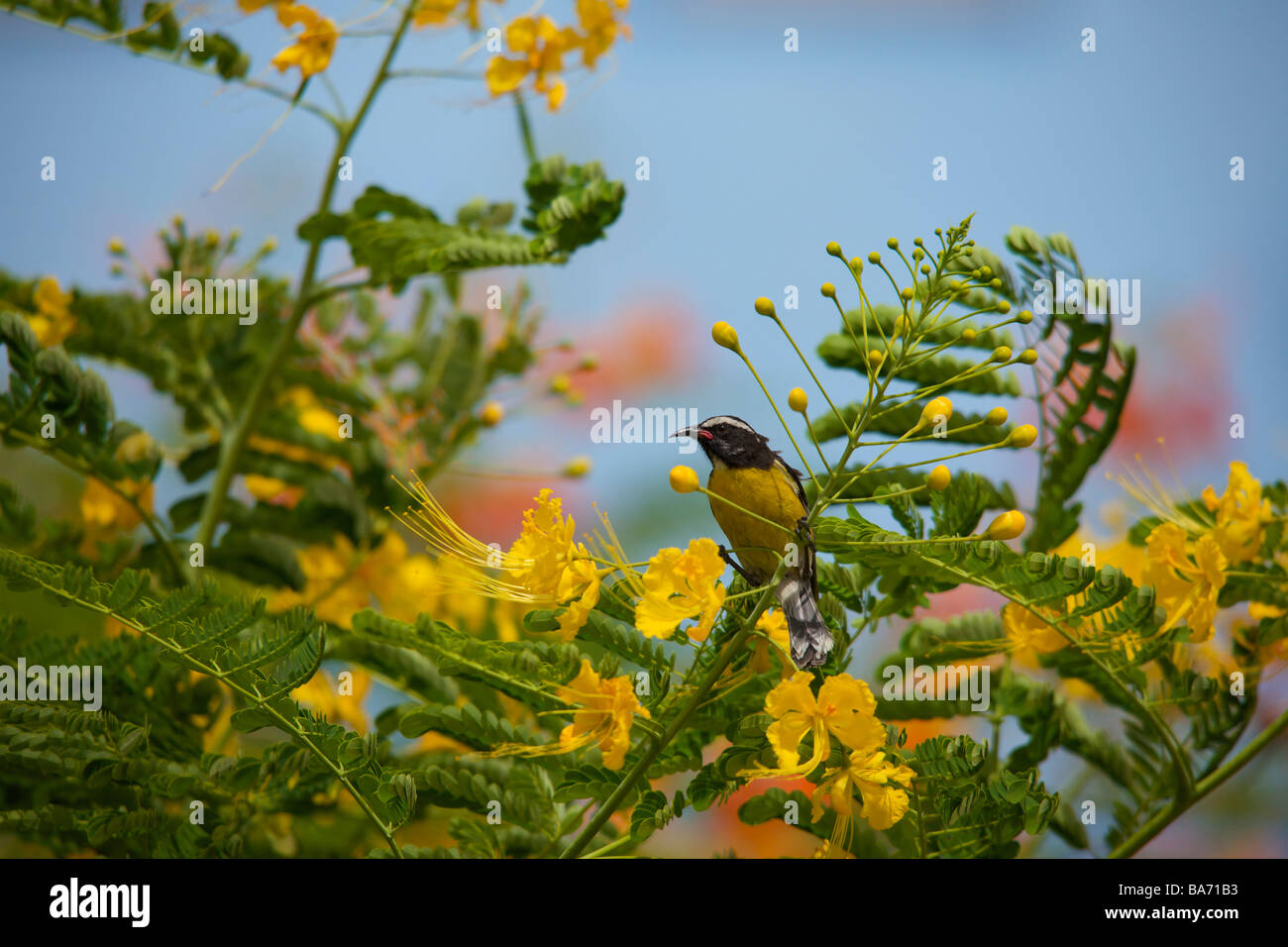 Grey Wagtail feeding on Yellow Poinciana or 'Caesalpinia pulcherrima' flowers in Barbados, 'West Indies' Stock Photo
