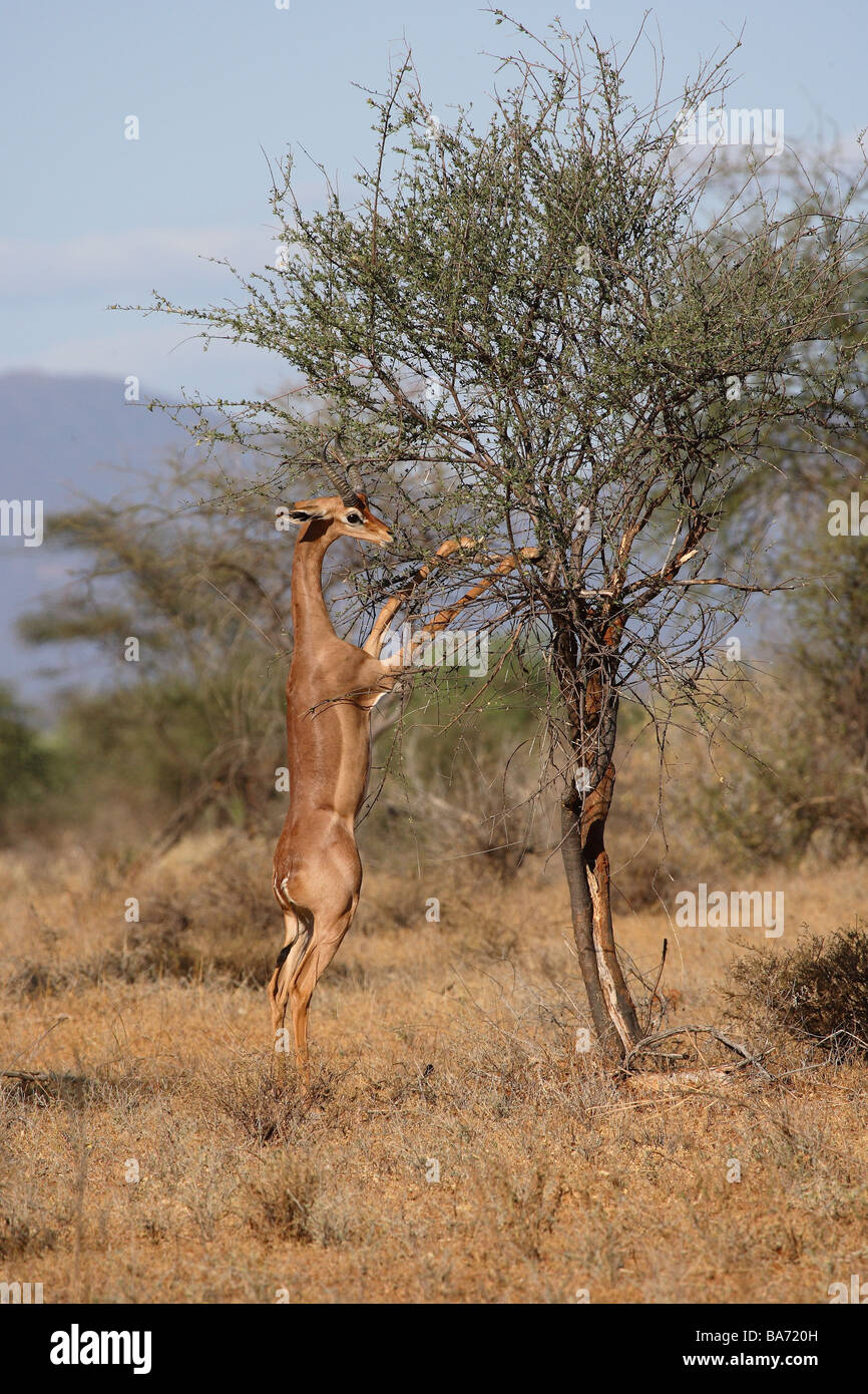 antelope-giraffe-eating-hi-res-stock-photography-and-images-alamy