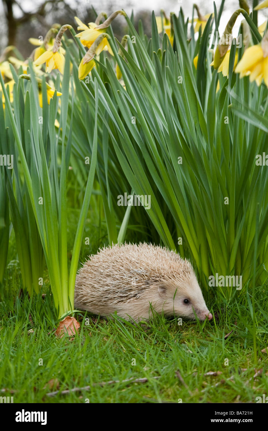 Blonde hedgehog amongst spring flowers Stock Photo