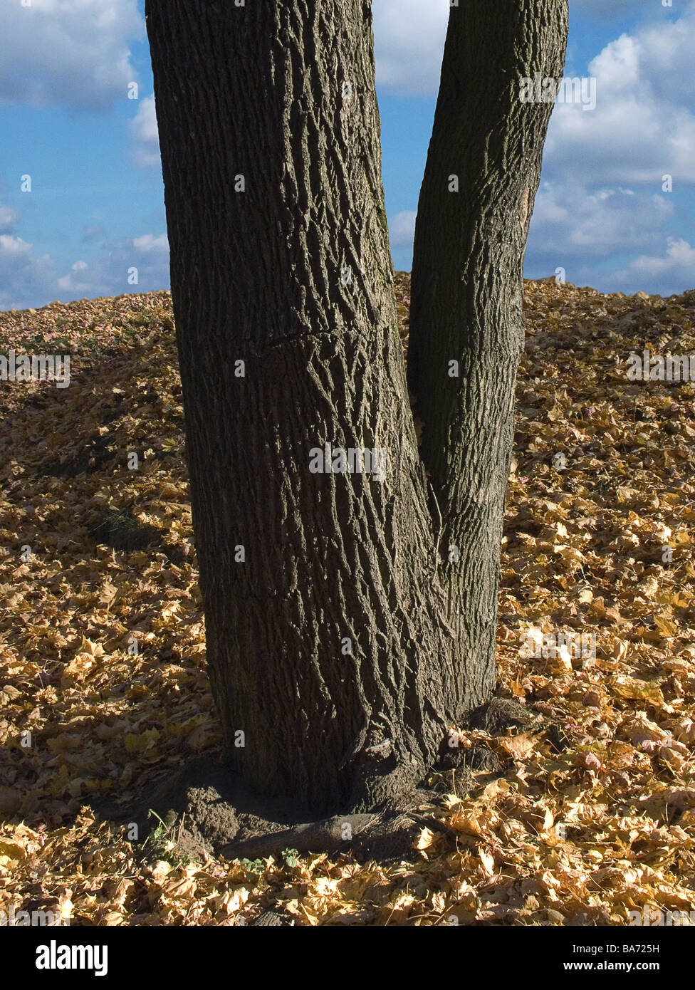 Forked tree trunk forest hi-res stock photography and images - Alamy