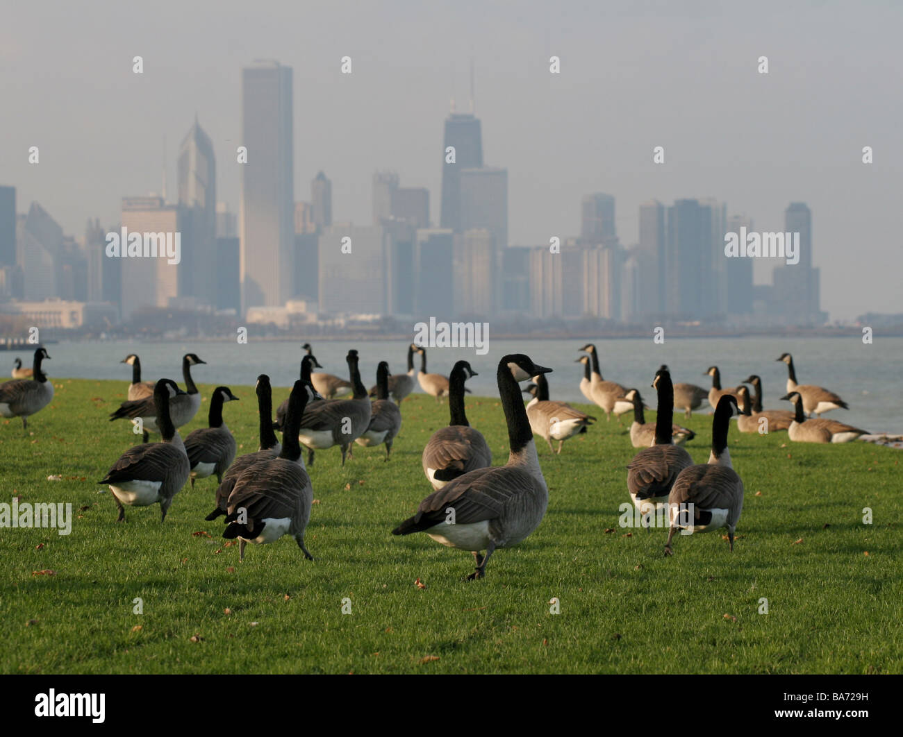 Canada goose in shop chicago