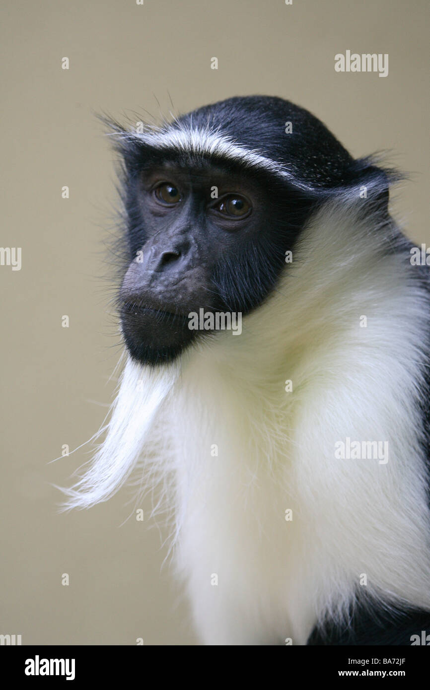 Roloway-Meerkatze Cercopithecus Diana roloway portrait Africa Kenya wilderness wildlife Wildlife animal game-animal sea-cat Stock Photo