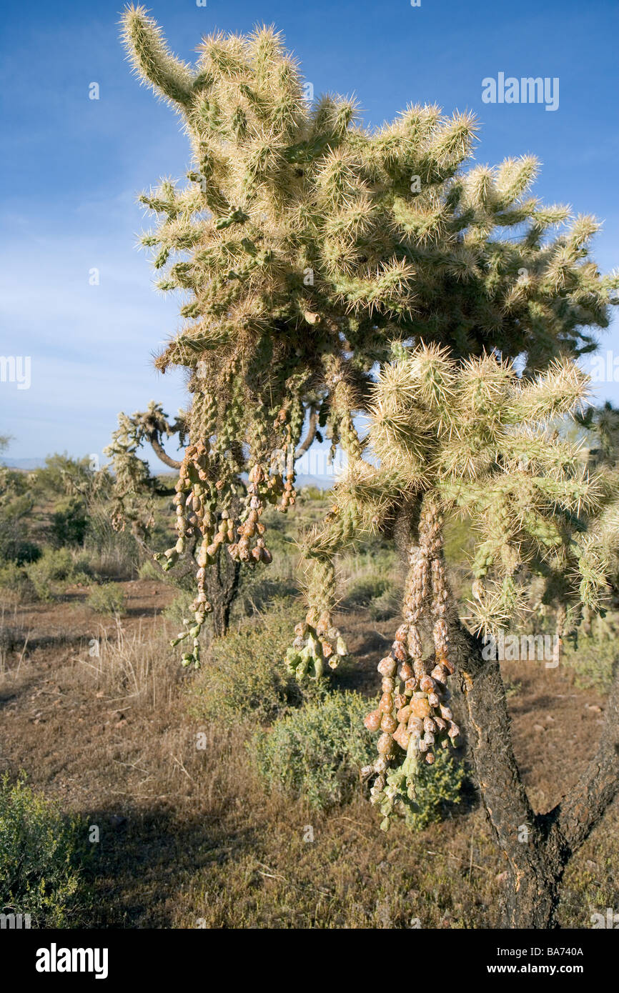 A mature chainfruit cholla cactus in Arizona USA Opuntia fulgida Stock Photo