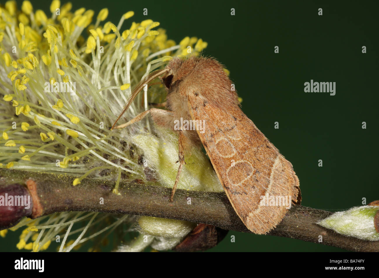 Common Quaker - Orthosia cerasi feeding on Sallow Stock Photo