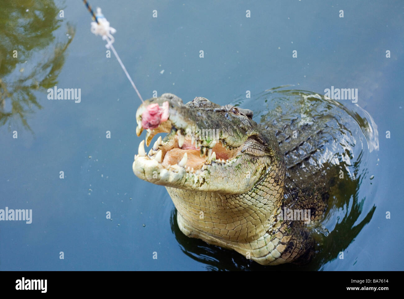 16 529 Darwin Australia Photos And Premium High Res Pictures Getty Images